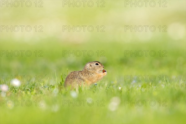 Ground squirrel (spermophilius citellus) holding insect in flower meadow