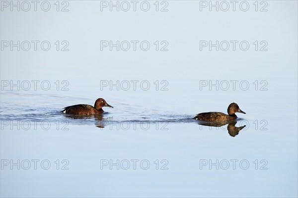 Ferruginous Ducks (Aythya myroca)