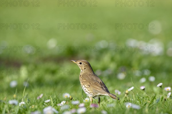 Song Thrush (Turdus philomelos) in flower meadow