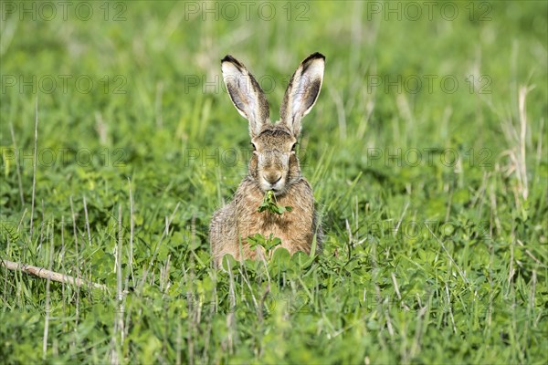 Hare (Lepus europaeus) sitting in the meadow