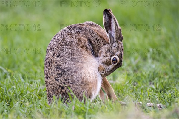 Hare (Lepus europaeus) brushing