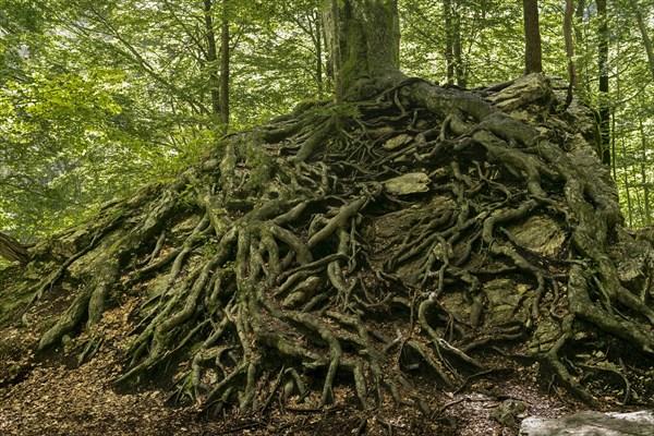 Ramified root of a European beech (Fagus sylvatica) on a rock