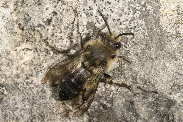 Common mourning-bee (Melecta albifrons) sunbathing on wall