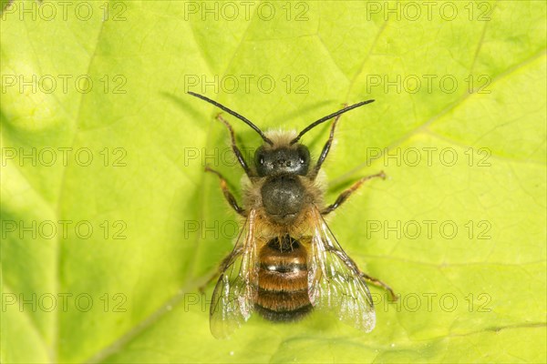 Mason bee (Osmia rufohirta) sunbathing