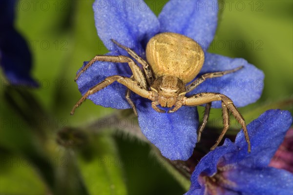 Crab spider (Xystus cristatus)