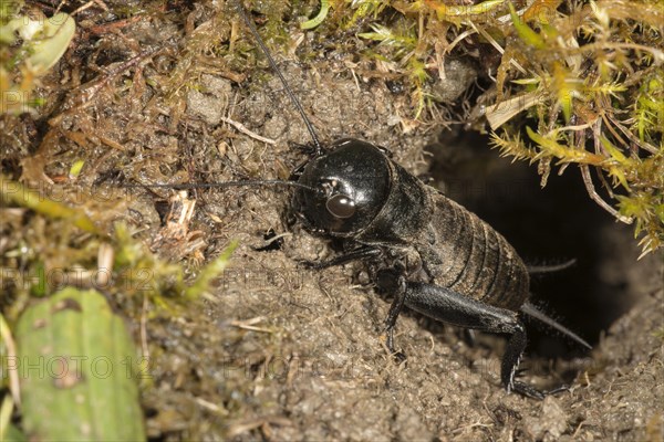 Field cricket (Gryllus campestris)