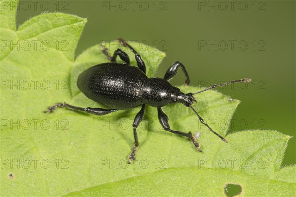 Weevil (Otiorhynchus fuscipes) on leaf