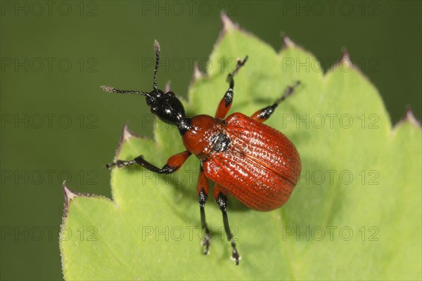 Hazel-leaf roller weevil (Apoderus coryli) on leaf