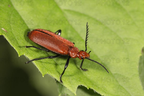 Red-headed Firebug (Pyrochroa serraticornis) on leaf