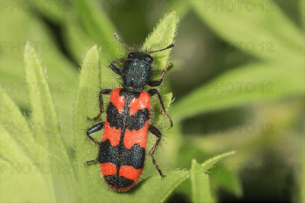 Trichodes apiarius (Trichodes apiarius) on leaf