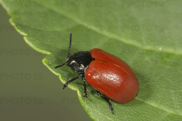 Chrysomela populi (Chrysomela populi) on leaf