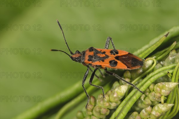 Scentless plant bug (Corizus hyoscyami) Baden-Wurttemberg