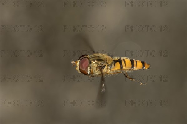 Hverfly (Episyrphus balteatus) in flight