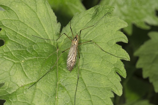 Crane fly (Nephrotoma terminalis) on leaf