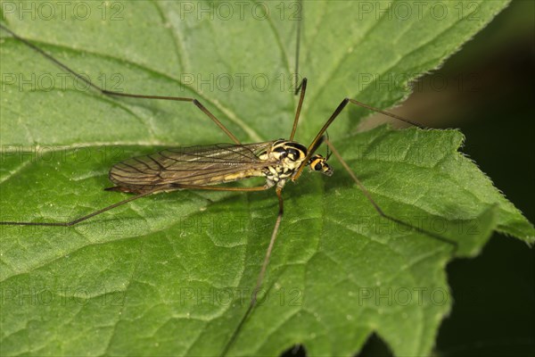 Crane fly (Nephrotoma terminalis) on leaf