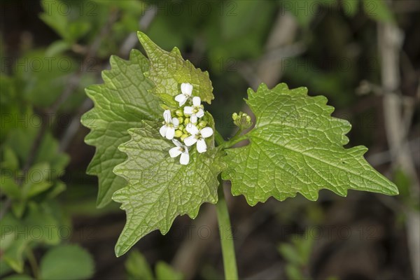 Garlic mustard (Alliaria petiolata)