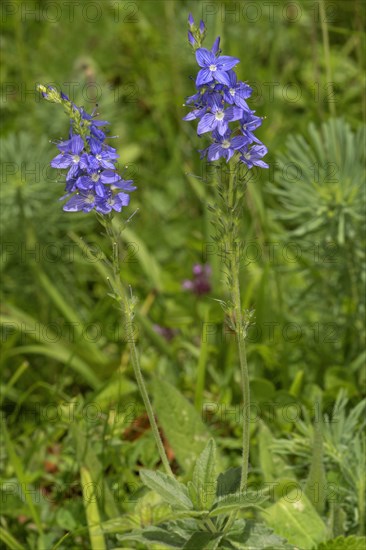 Large Speedwell (Veronica teucrium)