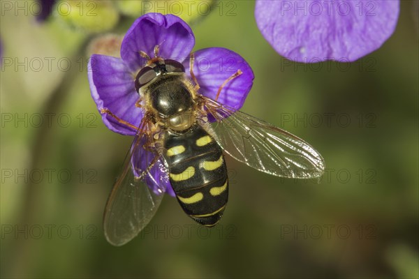 Scaeva pyrastri (Scaeva pyrastri)