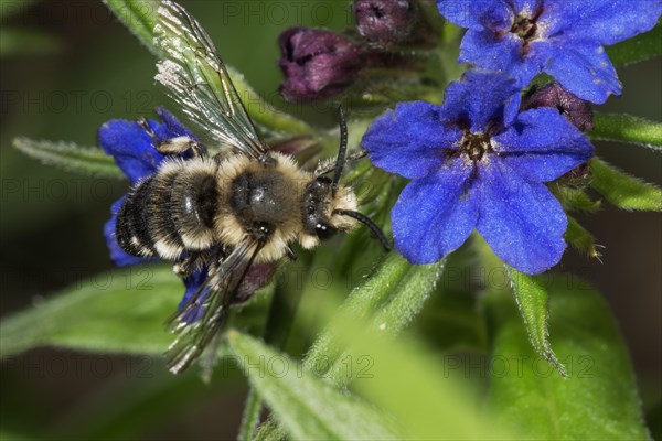 Melecta albifrons (Melecta albifrons) collects Necktar at Purple Gromwell (Buglossoides purpurocaerulea)