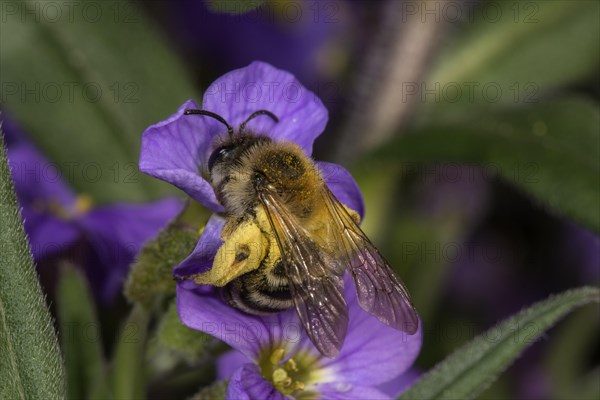 Andrena (Andrena) collects Necktar at Aubrieta (Aubrieta)