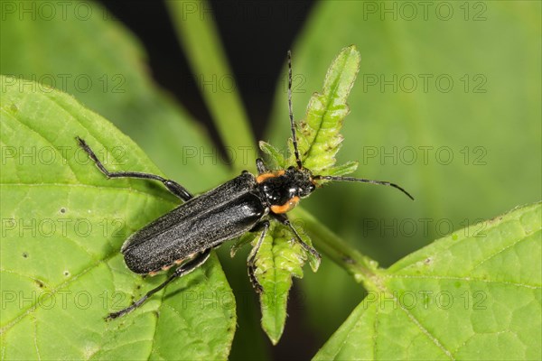 Cantharis obscura (Cantharis obscura) on a branch