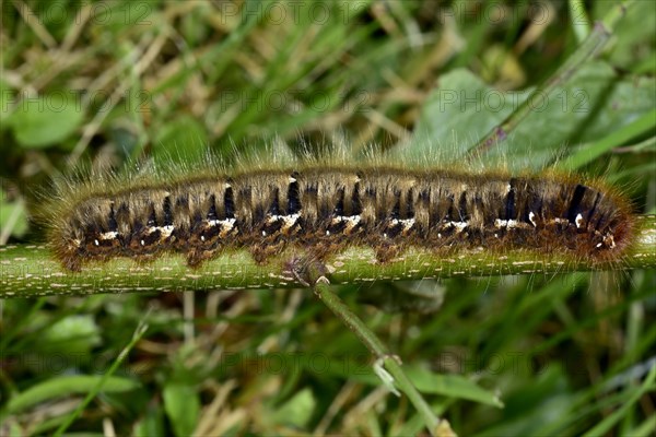 Oak eggar (Lasiocampa Quercus)