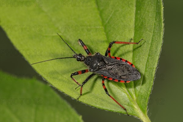 Spined assassin bug (Rhynocoris annulatus) on leaf