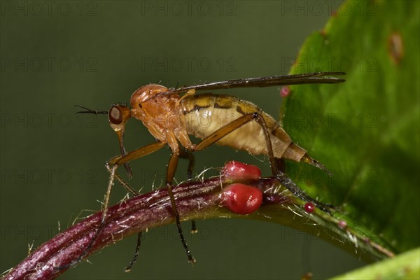 Mosquito (Culicidae)