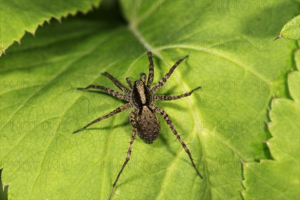 Wolf spider (Pardosa) sunbathing on a leaf