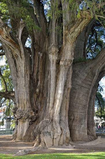 Arbol del Tule