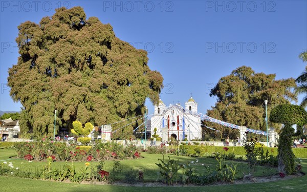 Arbol del Tule