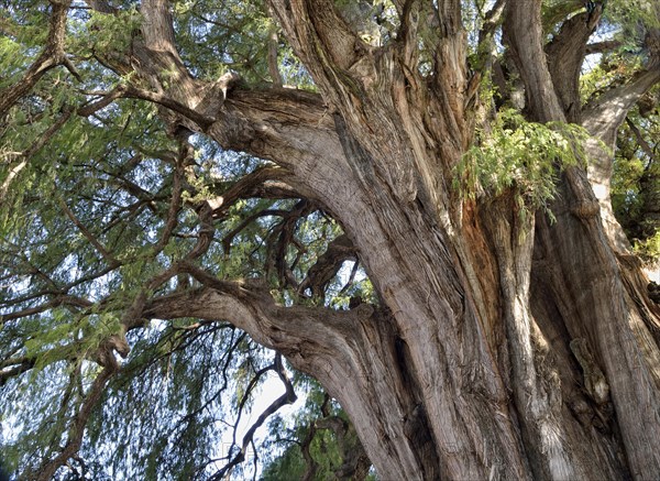 Crown of Arbol del Tule