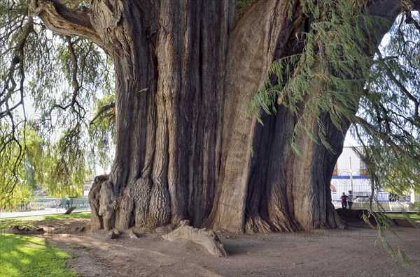 Arbol del Tule