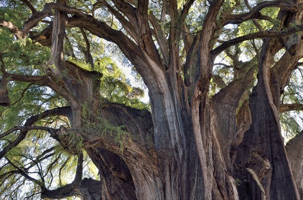 Crown of Arbol del Tule