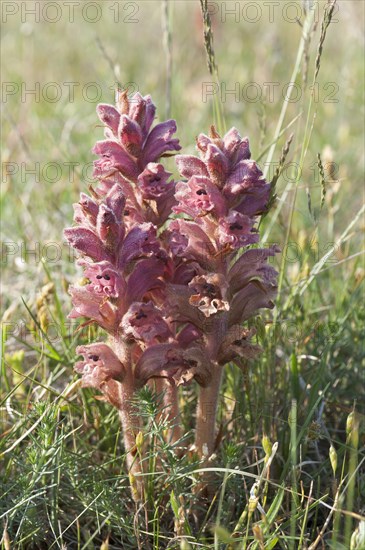 Hellroot (Orobanche minor)