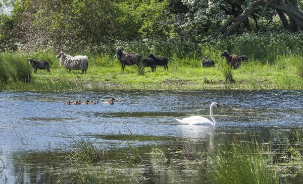 Pond with swan (Cygnus sp.) and mallards (Anas platyrhynchos)