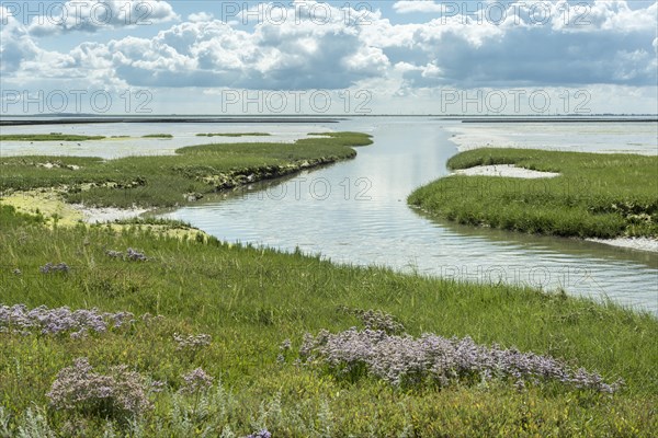 Embankment foreland Hamburger Hallig