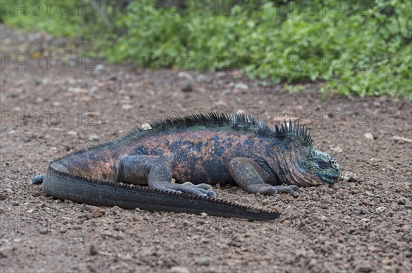 Galapagos Marine Iguana (Amblyrhynchus cristatus hassi)