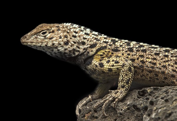 Floreana lava lizard (Microlophus grayii)