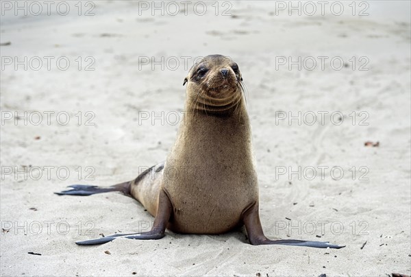 Galapagos sea lion (Zalophus wollebaeki)