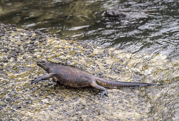 Galapagos Marine Iguana (Amblyrhynchus cristatus hassi) leaves the sea