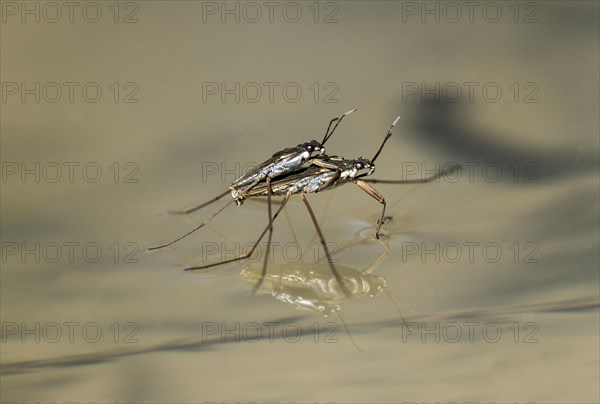 Mating of Common pond skater (Gerridae)