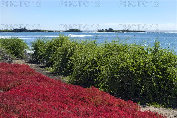 Red Galapagos Carpet Weed (Sesuvium edmonstonei)