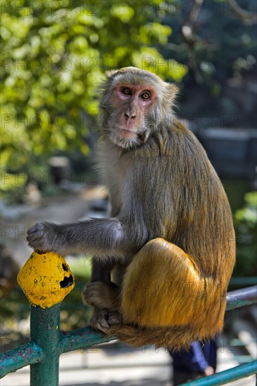 Rhesus macaque (Macaca mulatta)