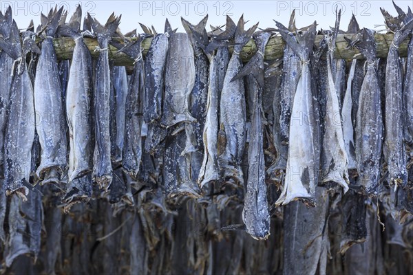 Hanged stockfish