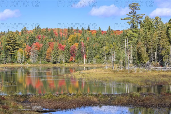 Pond in autumn