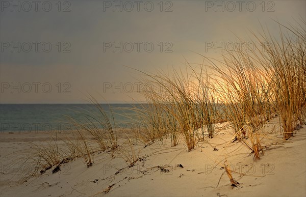 Dune with dune grass