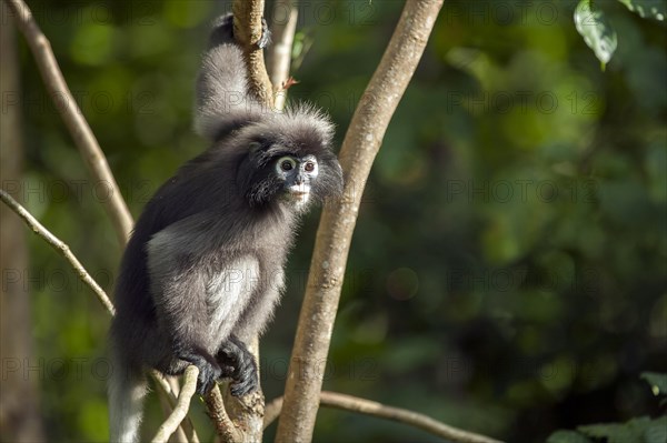 Dusky leaf monkey