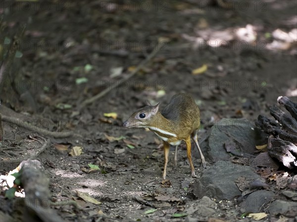 Lesser mouse-deer or kanchil (Tragulus kanchil)