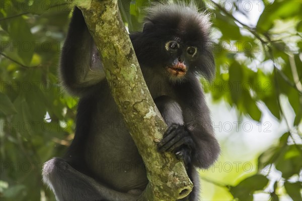 Dusky leaf monkey